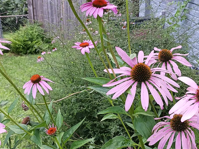 Echinacea and many culinary herbs grow in the yard