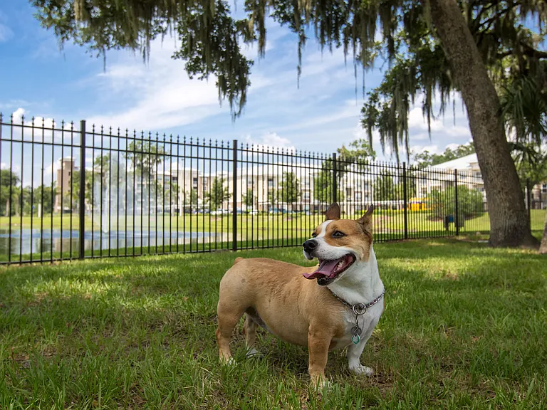 We offer pet-friendly living in Riverview, Florida, and boast a superb off-leash dog park offering captivating views of the community lake.
