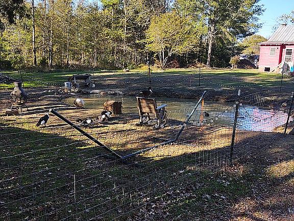 Fenced Duck pond