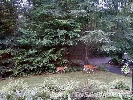Front yard