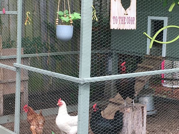 Farm fresh eggs! 