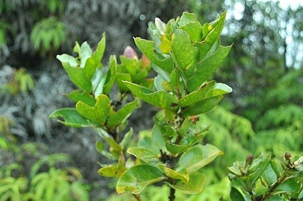 2nd image of Kanilehua Pl Lot 2093