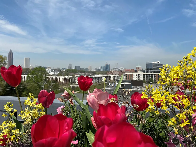 Roof Top Views