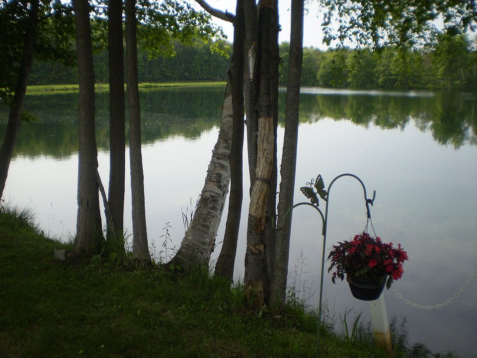 backyard view