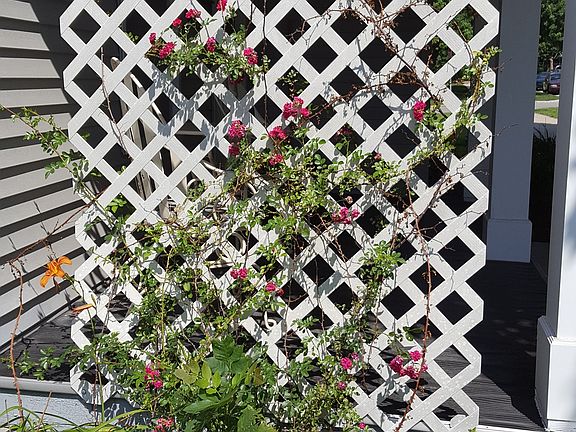 Front Porch Rose Trellis