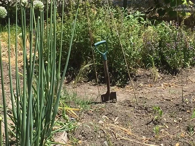 Fenced community garden