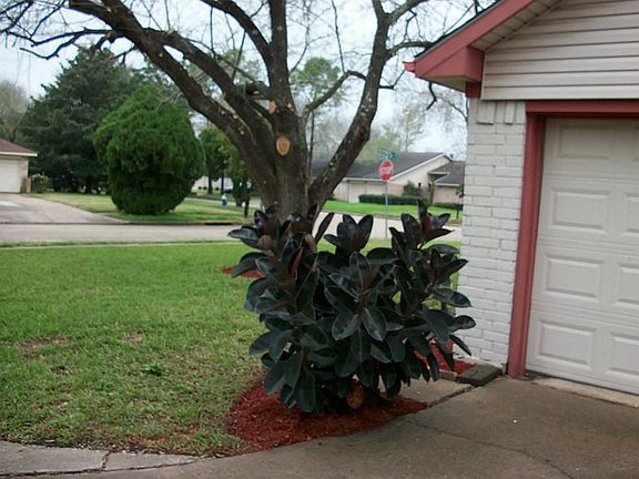 FRESH MULCH, TREES TRIMMED