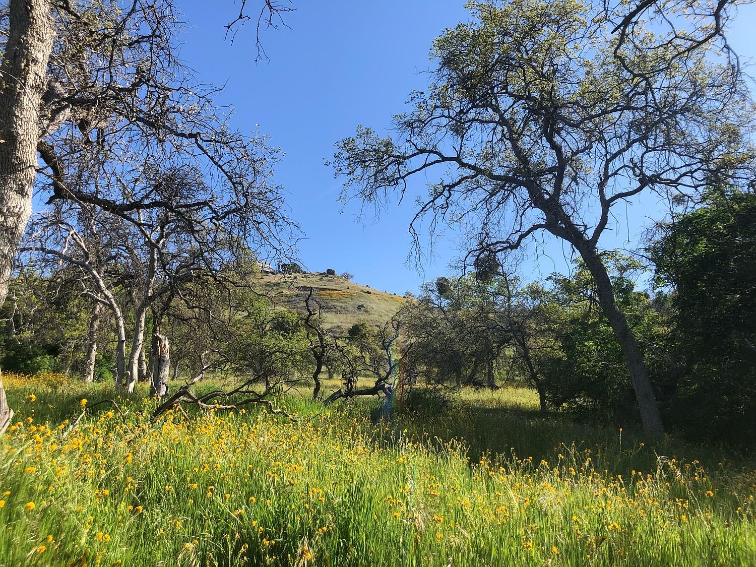 1440 Columbine Ln, Squaw Valley, CA 93675 MLS 594766 Zillow