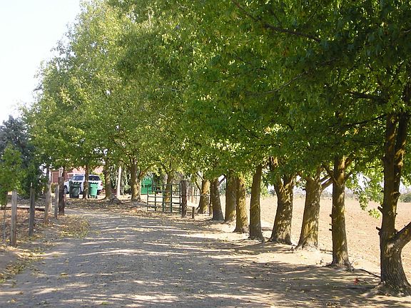 Tree Lined Driveway