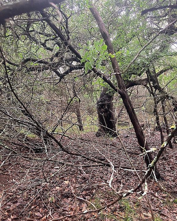 Enchantingly wooded