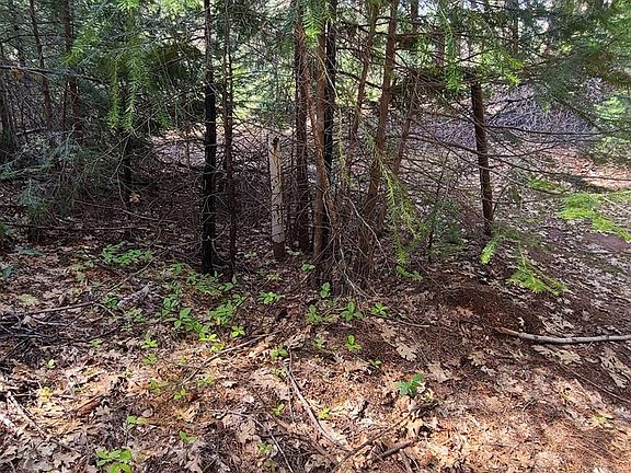 2nd image of 10106 Ditch Camp Rd
