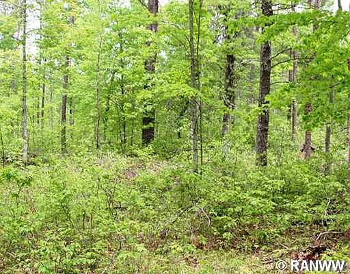 1st image of W Lot Spring Brook Trail