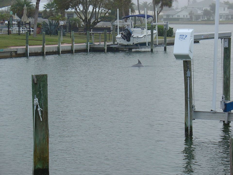 Dolphin in back yard!!