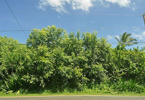 4th image of Kalapana Beach Hvn