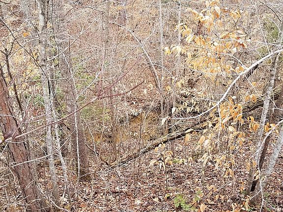 5th image of 11 Sycamore Dr