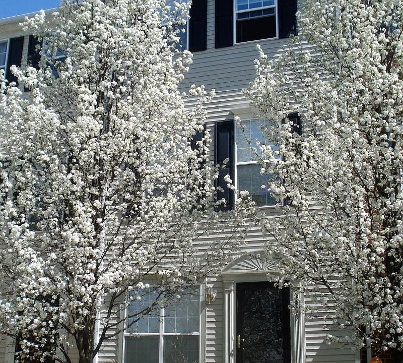 1st image of 2415 Dew Meadow Ct