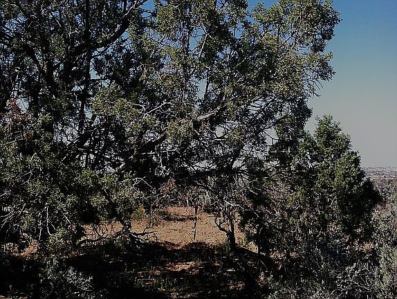 Grove of Pinon and juniper