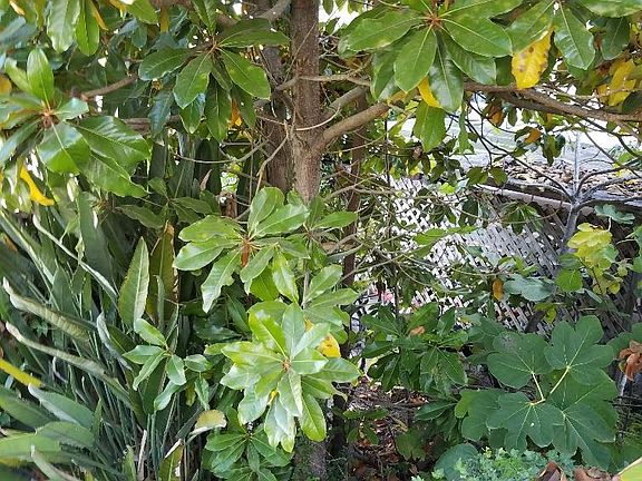 Beautiful tropical garden like setting.