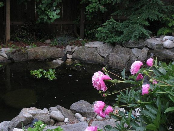 Fish pond