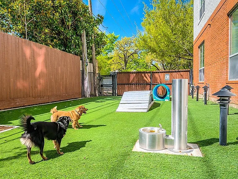 Dog Park