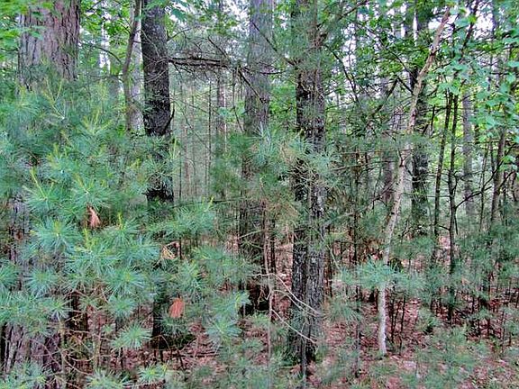 5th image of Black Pine Ln Lot 23