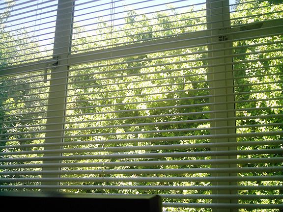 View from Breakfast Table