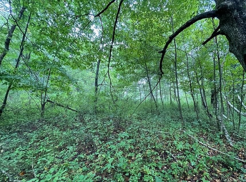 11 Royal Oaks Estate Ln, Harpers Ferry, IA 52146 Zillow