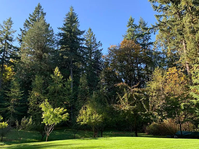 Orchard and trees