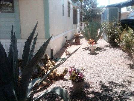 Palm #5 Landscape Web