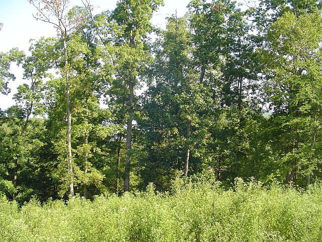 1st image of Lot 17 Ironwood