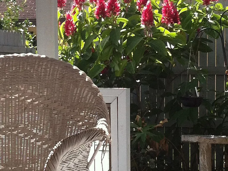 Chair's gone. Brazilian red cloak (red flowers) has just been cut back. Always something changing in a garden.