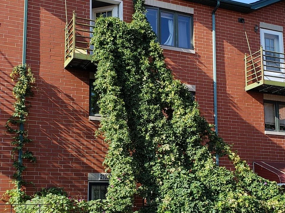 Lush green hops provide full covering, making the front yard a lovely, private oasis
