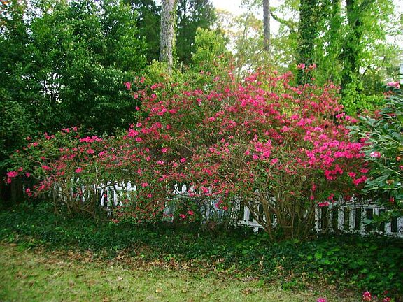 Private bk yd has mature plantings