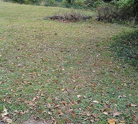 View from Brown St. sidewalk