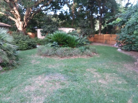 Back yard