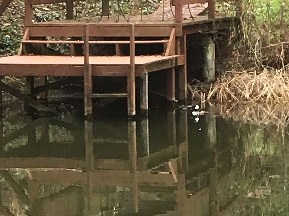 Pond