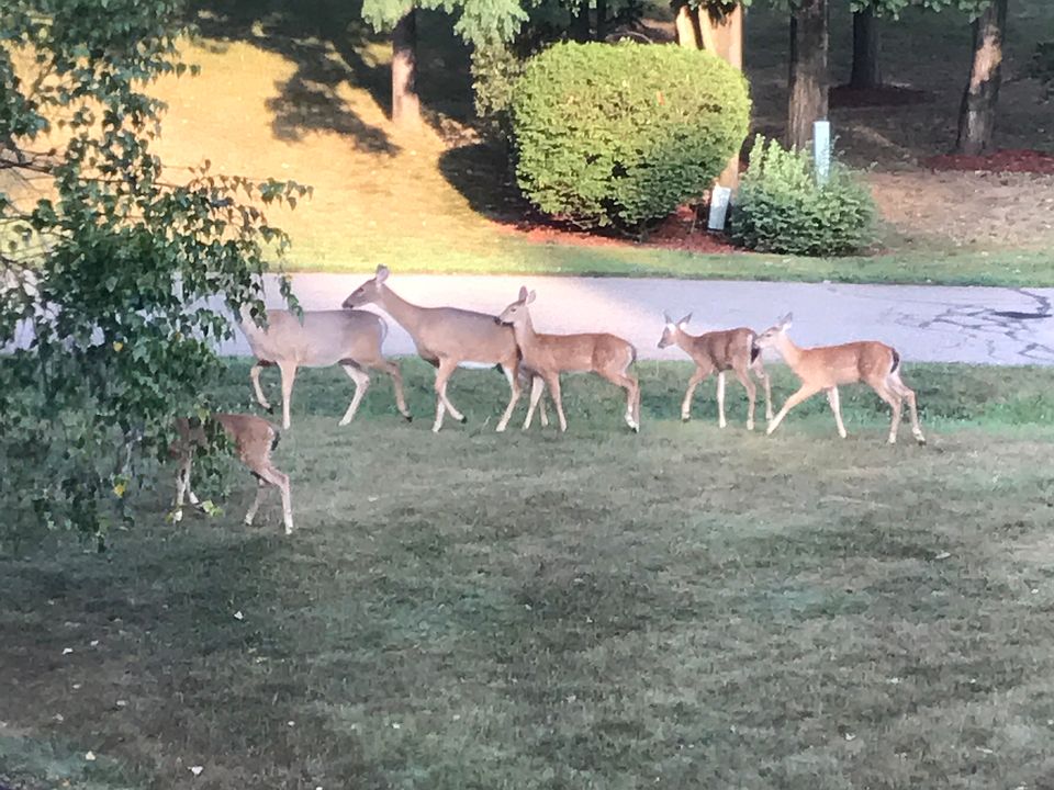 Taken from front yard 8/2017