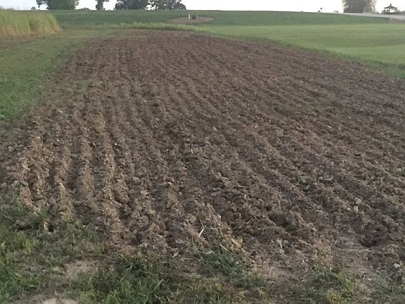 prep for summer sunflowers