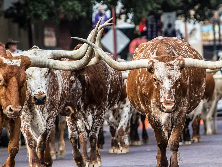 Stockyards