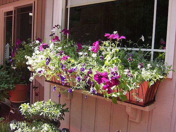 Window color