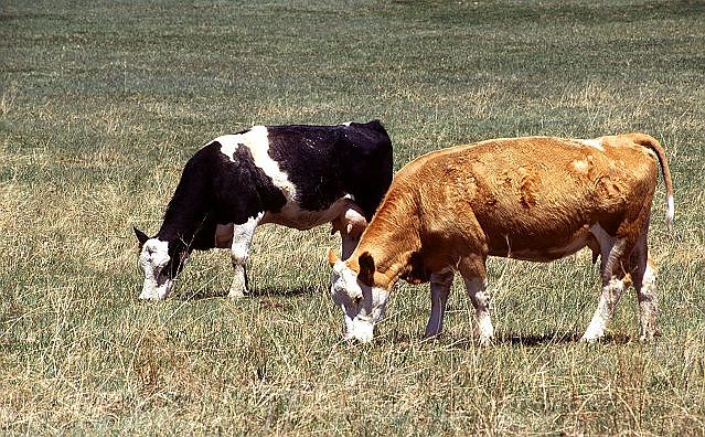 Grazing property for sale