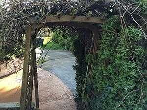 Walkway with Grapes