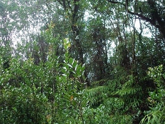 2nd image of Hilo Acres Lot 22