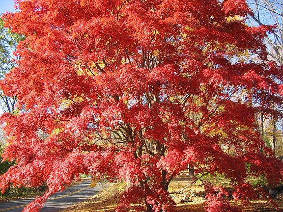 japanese maple
