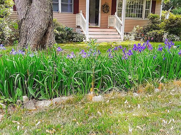 bed of Siberian Iris