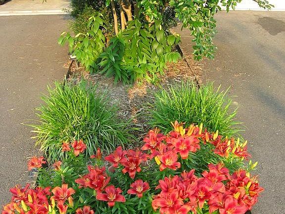 Flower bed for of perennials.  Beautiful flowers y