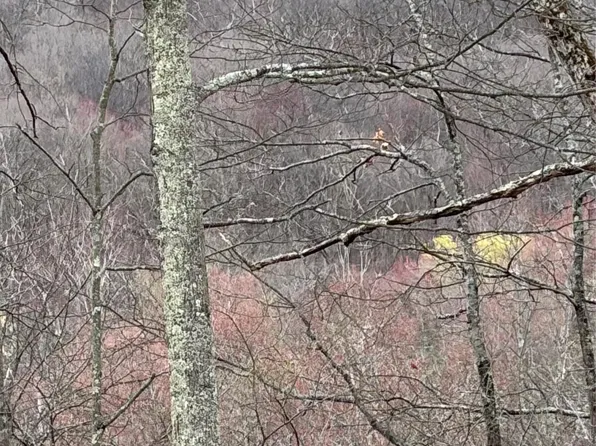 Fox Mountain, Livingston Manor, NY 12758