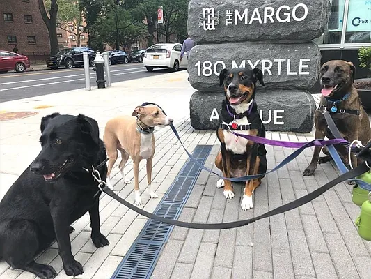 Rented by Corcoran | media 43