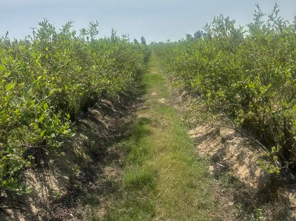 Mountain View Avenue, Kingsburg, CA 93631