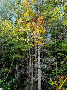 0 State Rd NE, Kalkaska, MI, 49646